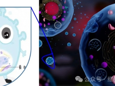 什么是外泌體？外泌體在疾病治療和醫(yī)療美容中的應(yīng)用與前景