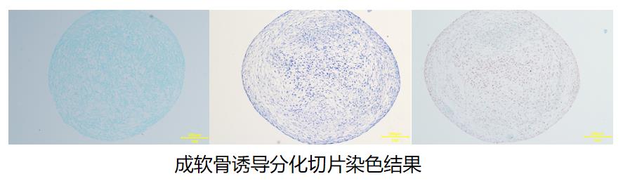 成軟骨誘導(dǎo)分化切片染色結(jié)果