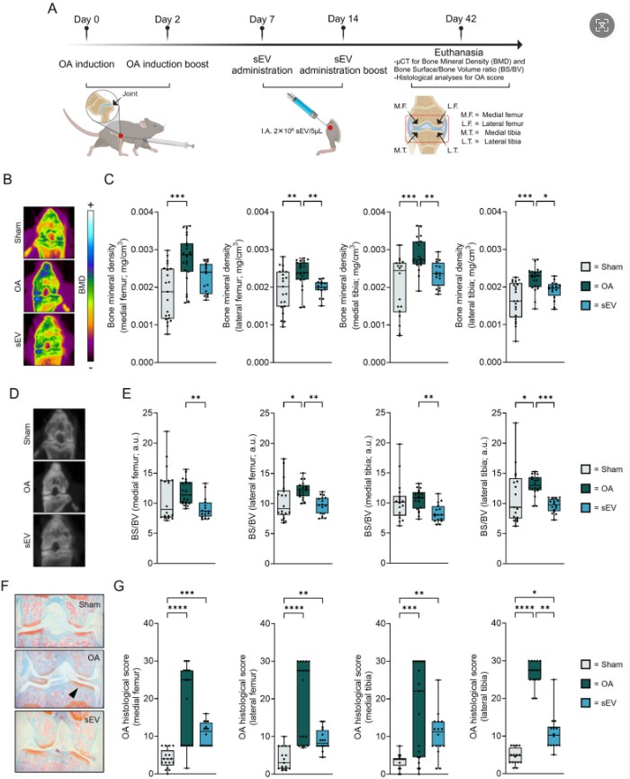 關節(jié)內(nèi)注射外泌體具有良好的安全性