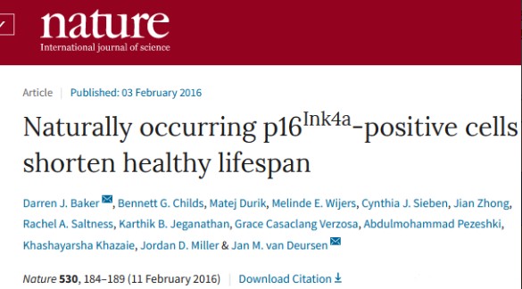 清除衰老的細(xì)胞，對(duì)延緩衰老具有顯著作用，NK細(xì)胞可以發(fā)揮這方面的功能。